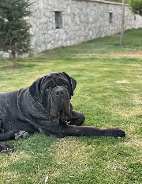 Nif Veteriner sağlık merkezi foto 2