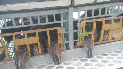 Baytar Pet Shop