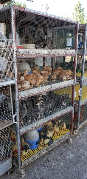 Baytar Pet Shop foto 2