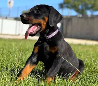 Tanju Ünen, Nilüferköy Köpek Çiftliği fotoğrafı