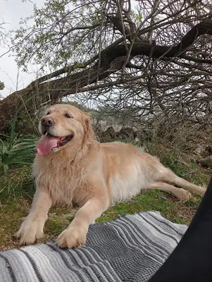 Petlink Veteriner Kliniği