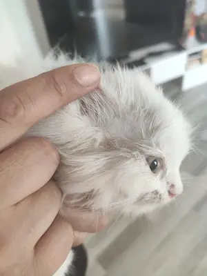 Bakırköy Veteriner - Citypet Veteriner Kliniği
