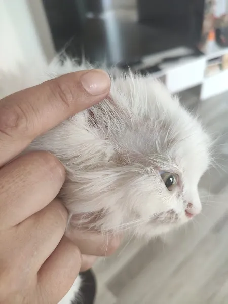 Bakırköy Veteriner - Citypet Veteriner Kliniği foto 1