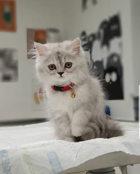Bakırköy Veteriner - Citypet Veteriner Kliniği foto 2