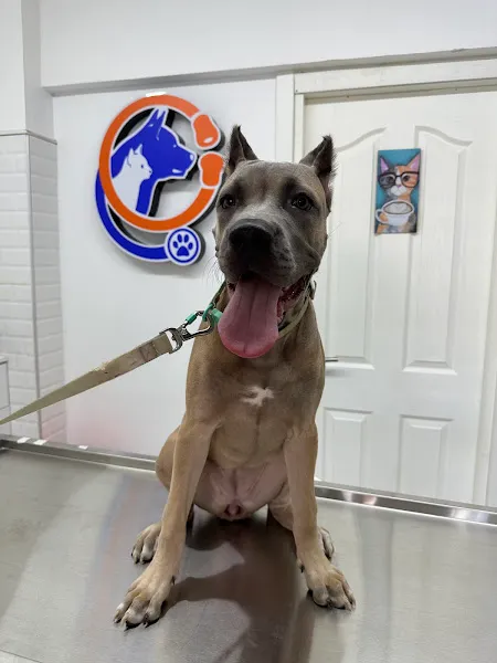 Beşiktaş Zen Veteriner Kliniği 7/24 Acil foto 2