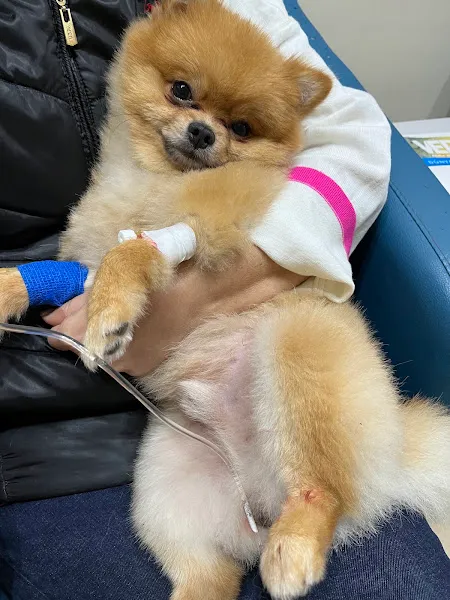 Live Vet Veteriner Kliniği foto 2