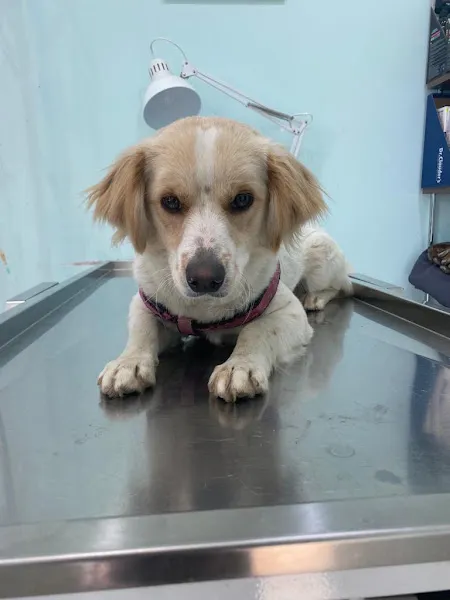 Neovet veteriner kliniği foto 2