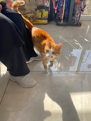 İPEK VETERİNER KLİNİĞİ