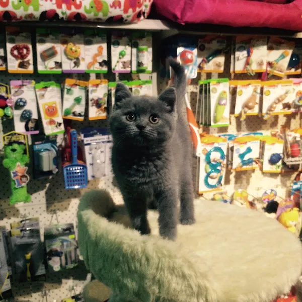 İzmit Kocaeli - Green Petshop foto 2
