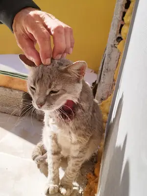 pozantı veteriner kliniği