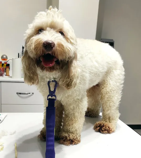 Laika Veteriner Kliniği foto 1