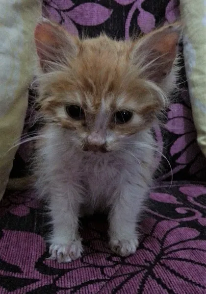 Isparta Dost Veteriner Kliniği foto 2