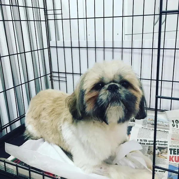 Vet Health Veteriner Kliniği foto 2