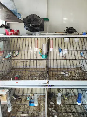 Maşallah Pet Shop