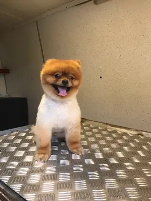 Fixx Pet fotoğrafı