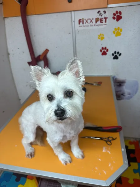 Fixx Pet foto 2
