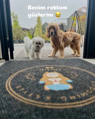 Gugu pet groomer fotoğrafı