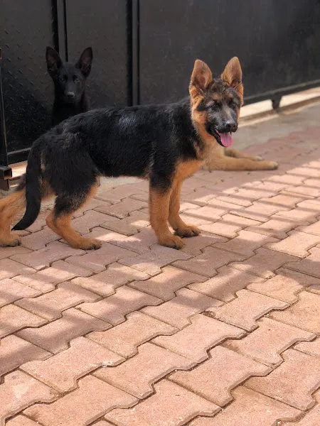 Vonbir K9 Arama Kurtarma foto 1