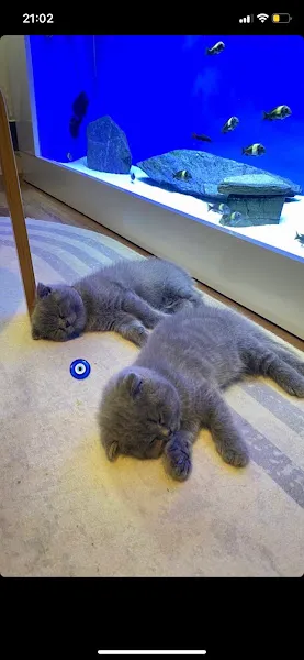 Esay Petshop & Pet Kuaför foto 2