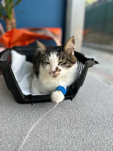 Üsküdar Orient Veteriner Kliniği l 7/24 ACİL VETERİNER l foto 2