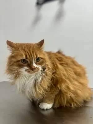 Sandıklı Veteriner Kliniği