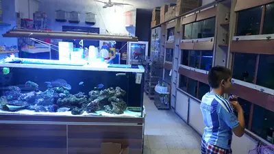 Turuncu Pet