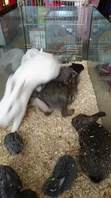 Uşak Petshop