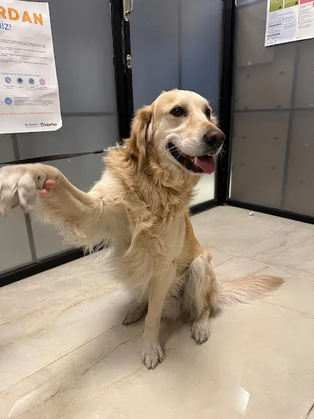 Dr. Pati Veteriner Kliniği foto 2