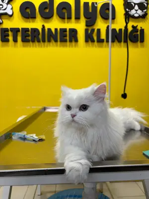 Adalya Veteriner Kliniği fotoğrafı