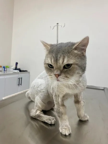 Yakut Veteriner Kliniği foto 2