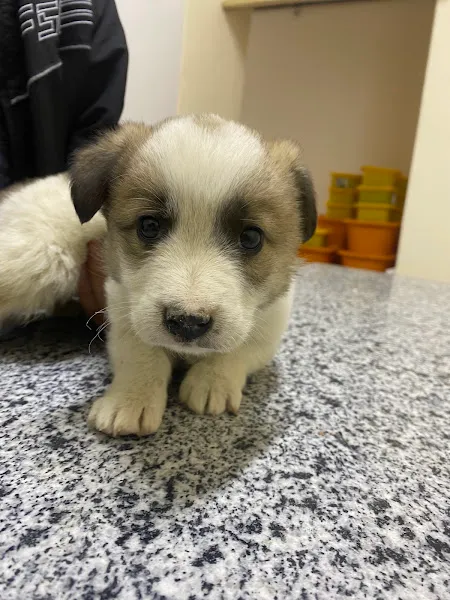 Bay-Vet Veteriner Kliniği foto 2