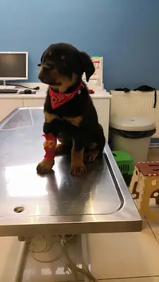 Dost Veteriner Kliniği
