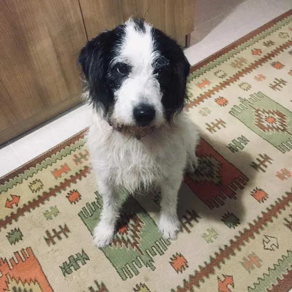 Dost Veteriner Kliniği foto 2