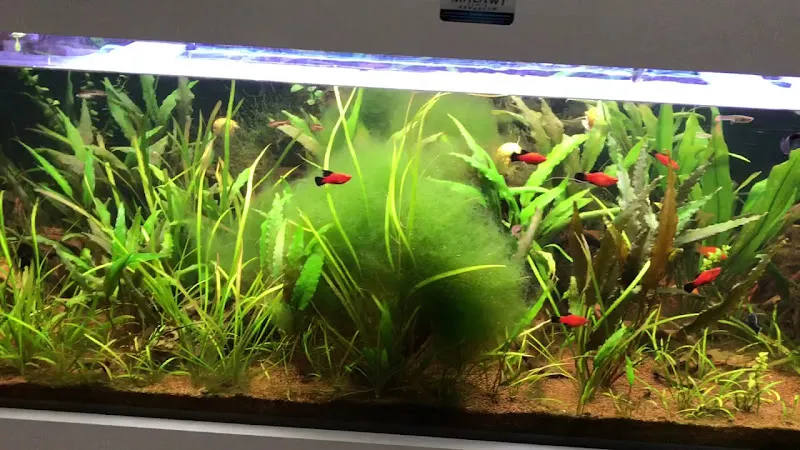 GARİP AKVARYUM foto 2