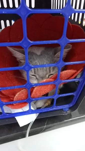Kaya veteriner kliniği foto 2