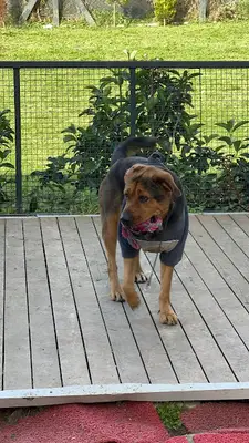 BOA K9 CLUB - Köpek Eğitim Merkezi fotoğrafı