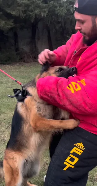 BOA K9 CLUB - Köpek Eğitim Merkezi foto 2
