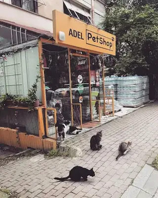 ADEL Pet Shop - Evlere Servisimiz Vardır!