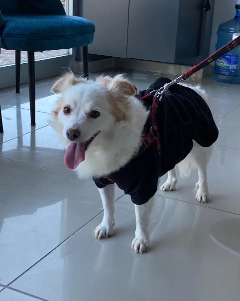 Çanakkale İda Veteriner Kliniği foto 2