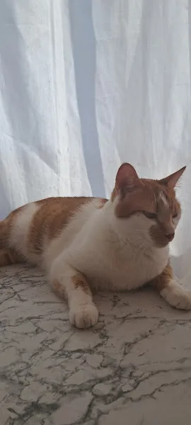 UŞAK MYVET VETERİNER KLİNİĞİ foto 2
