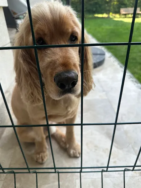 Özel Hayvan Barınağı foto 2