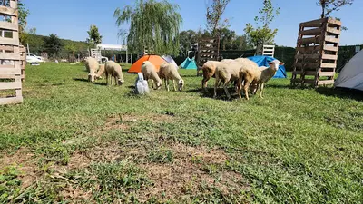 HAYTAP Emekli Hayvanlar Çiftliği (BURSA) fotoğrafı