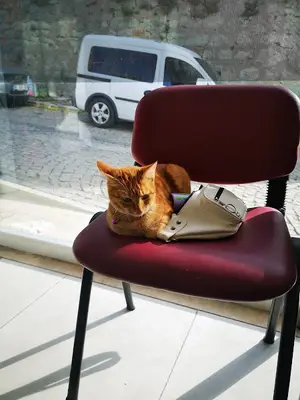 Dorman Veteriner Kliniği
