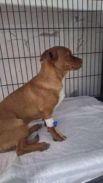 Mutlu Veteriner Kliniği foto 2