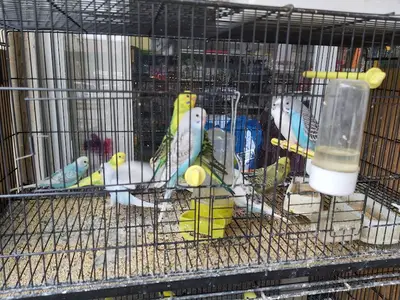 Eylül Akvaryum pet shop