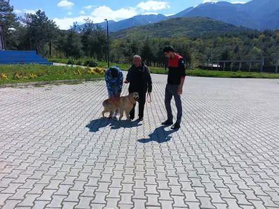 Kestel Belediyesi Veterinerlik Hizmetleri