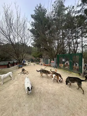 Kaş Köpek Oteli
