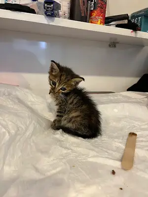 Kıyı Veteriner Kliniği