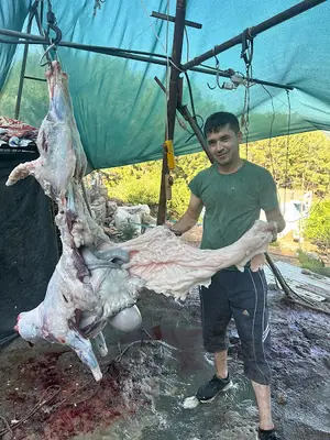ALİ KÜÇÜKBALLI Gazipaşa hayvan pazarı