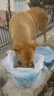 Sokak hayvanlari koruma ve yaşatma derneği